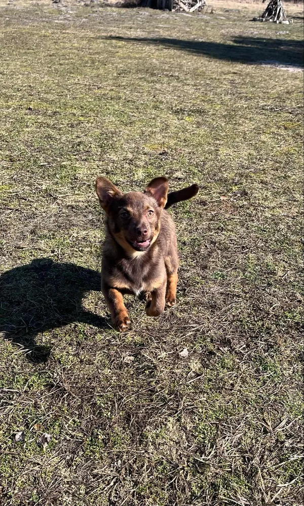 Pies do adopcji, Włocławek, 19 lutego 2025 (3/5)