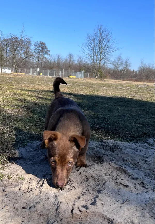 Pies do adopcji, Włocławek, 19 lutego 2025 (4/5)