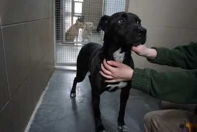 Pies do adopcji, Kraków, 4 lutego 2025