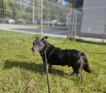 Pies do adopcji, Kraków, 4 lutego 2025