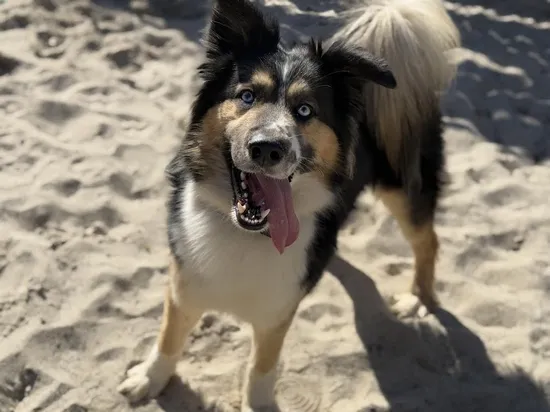 Pies do adopcji, Kraków, 4 lutego 2025 (4/4)