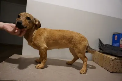 Pies do adopcji, Kraków, 4 lutego 2025