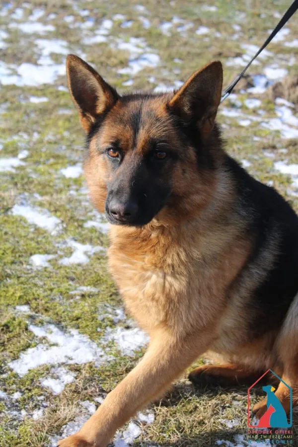 Pies do adopcji, Grudziądz, 15 lutego 2025