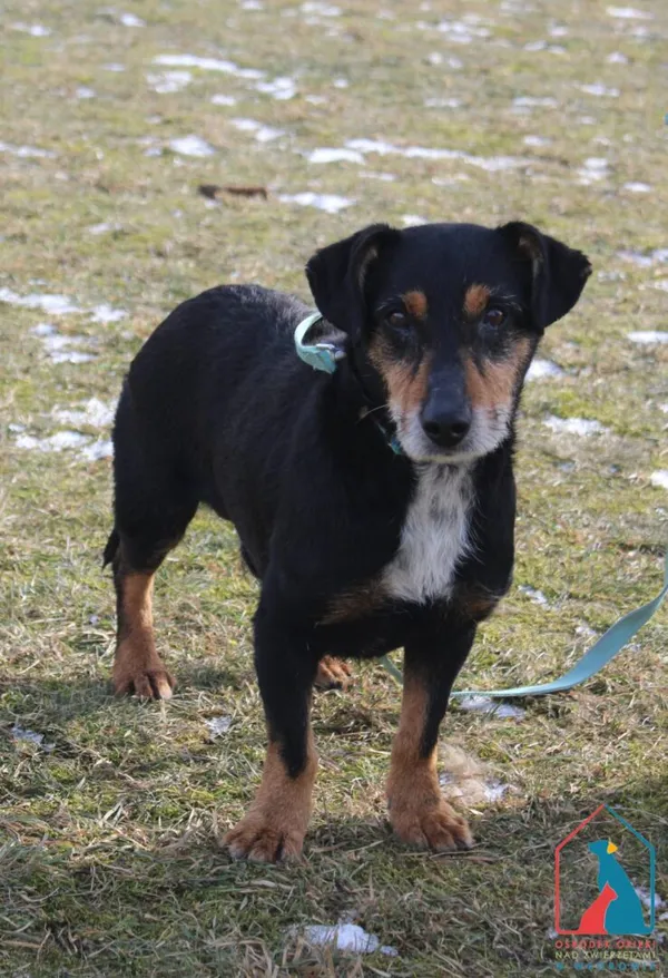 Pies do adopcji, Grudziądz, 17 lutego 2025