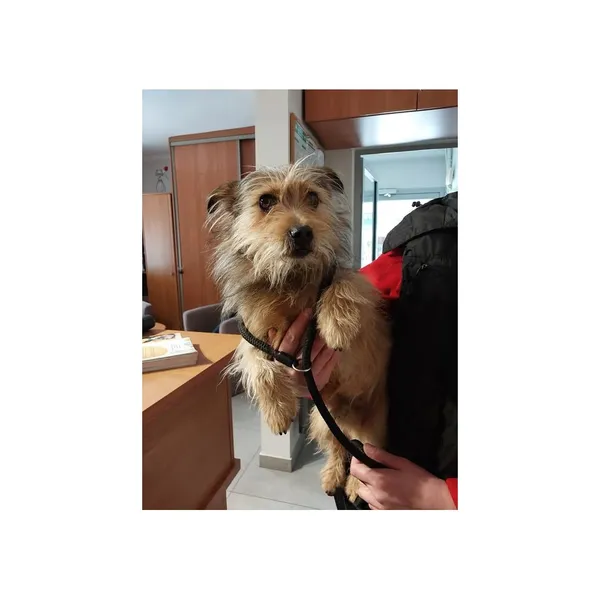 Znaleziono psa, Białystok, 19 lutego 2025