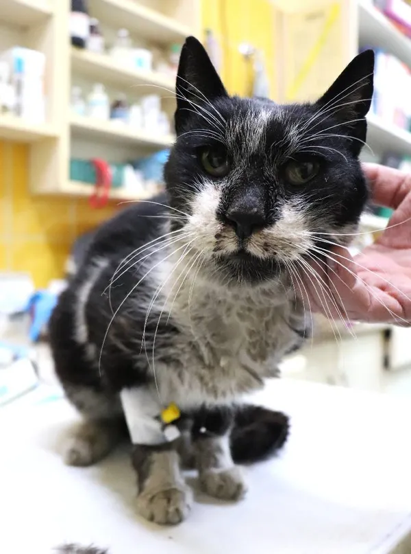 Znaleziono kota, Łódź, 19 lutego 2025 (1/2)