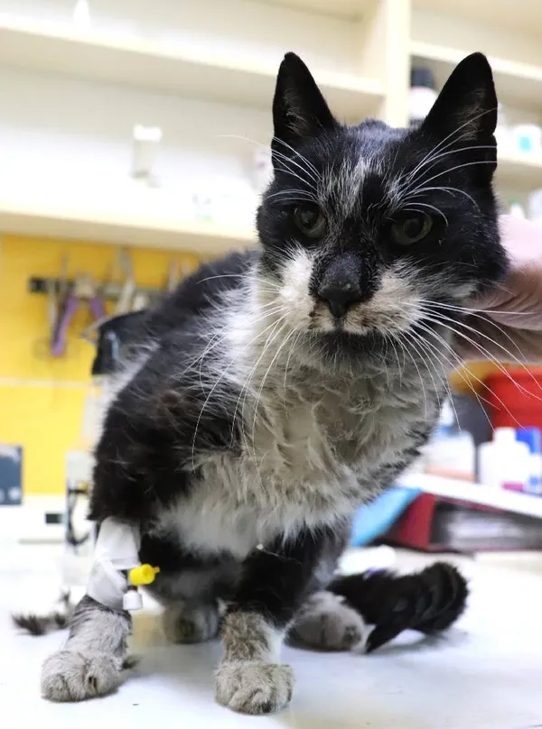 Znaleziono kota, Łódź, 19 lutego 2025 (2/2)