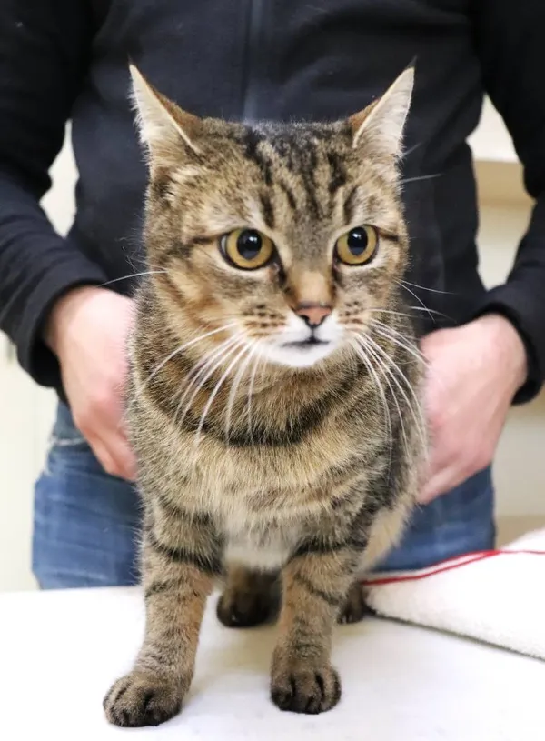 Znaleziono kota, Łódź, 19 lutego 2025 (1/2)