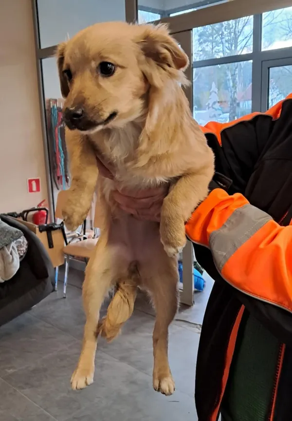 Pies do adopcji, Olsztyn, 29 stycznia 2025 (2/2)