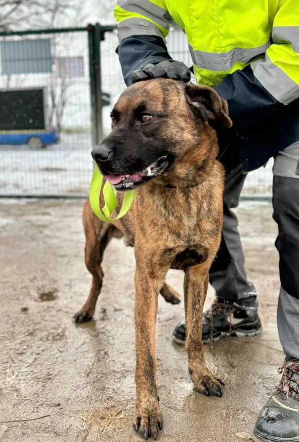 Pies do adopcji, Przyborówko, 8 lipca 2025 (2/5)