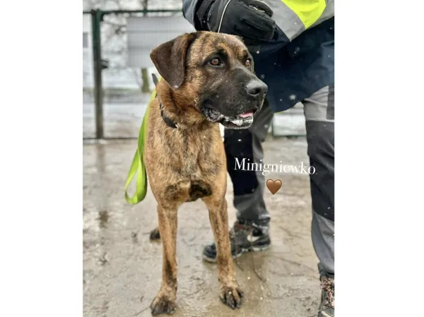 Pies do adopcji, Przyborówko, 8 lipca 2025 (3/5)