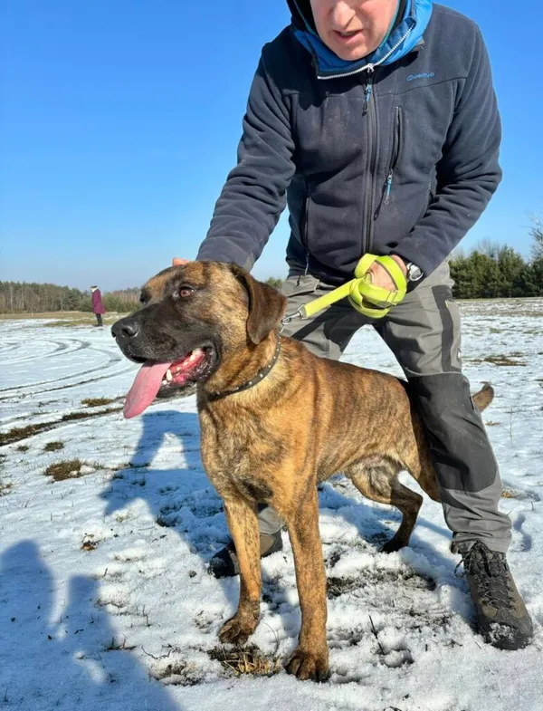 Pies do adopcji, Przyborówko, 8 lipca 2025 (4/5)