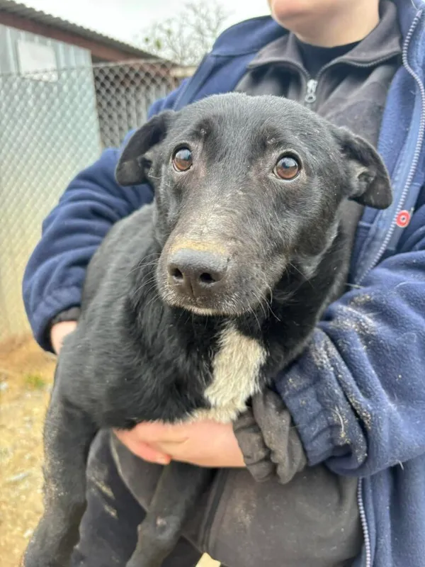 Pies do adopcji, Przyborówko, 19 marca 2025 (2/5)