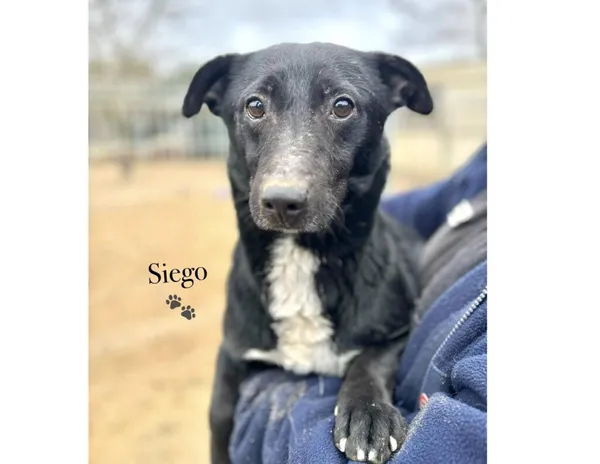 Pies do adopcji, Przyborówko, 19 marca 2025 (3/5)