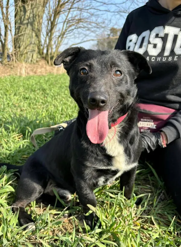 Pies do adopcji, Przyborówko, 19 marca 2025 (4/5)