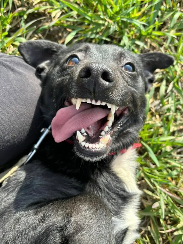 Pies do adopcji, Przyborówko, 19 marca 2025 (5/5)