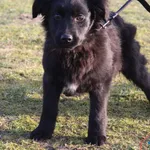 Pies do adopcji