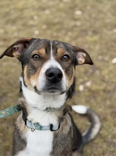 Pies do adopcji, Kraków, 5 lutego 2025 (1/5)