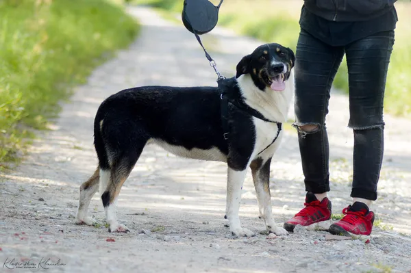 Oddam psa, Warszawa, Pelcowizna, 20 lutego 2025 (2/5)