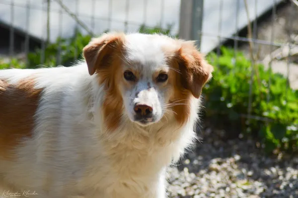 Oddam psa, Szłapy, 20 lutego 2025 (4/5)