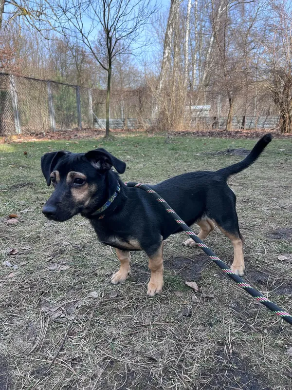 Pies do adopcji, Włocławek, 19 lutego 2025 (1/5)