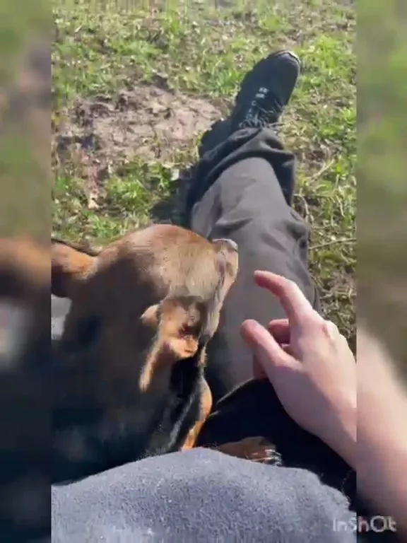 Pies do adopcji, Włocławek, 19 lutego 2025 (2/5)