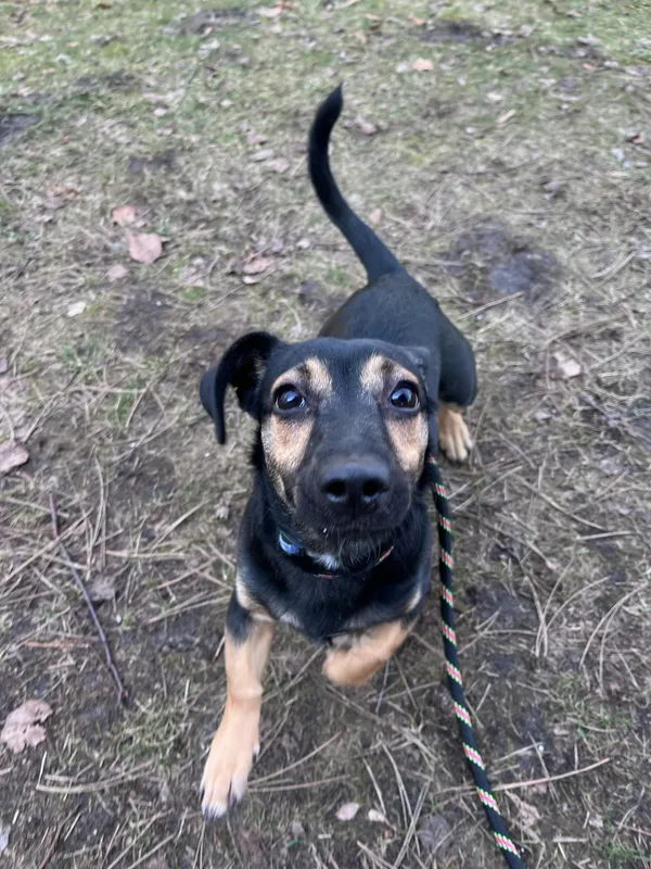 Pies do adopcji, Włocławek, 19 lutego 2025 (4/5)