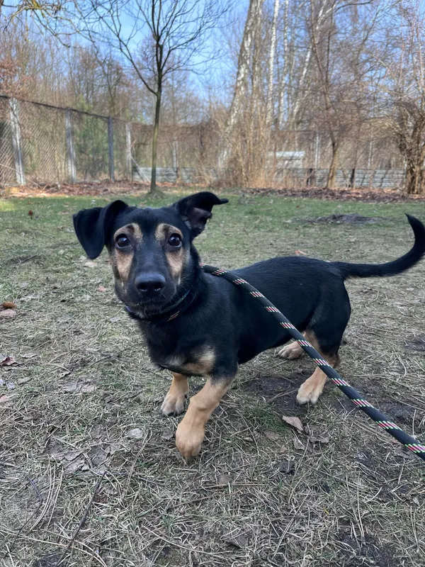 Pies do adopcji, Włocławek, 19 lutego 2025 (5/5)