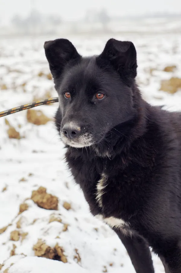 Oddam psa, Szłapy, 20 lutego 2025 (3/4)