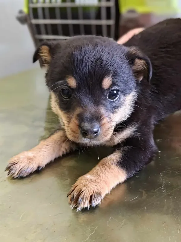 Znaleziono psa, Lublin, 20 lutego 2025