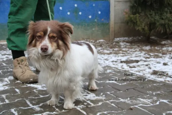 Pies do adopcji, Nowy Dwór Mazowiecki, 20 lutego 2025 (4/4)