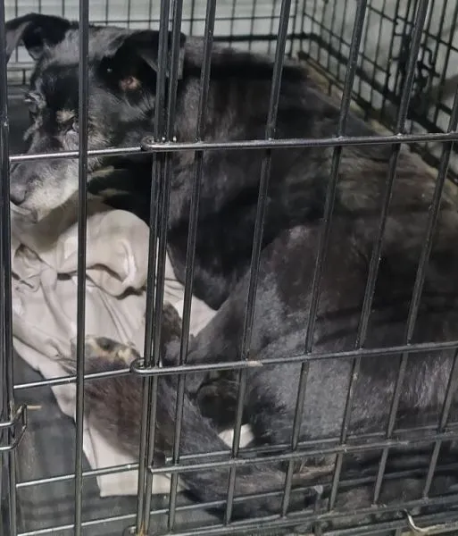 Znaleziono psa, Radom, 19 lutego 2025