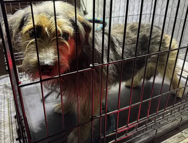 Znaleziono psa, Radom, 17 lutego 2025