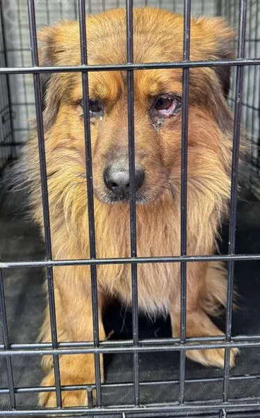 Znaleziono psa, Radom, 17 lutego 2025