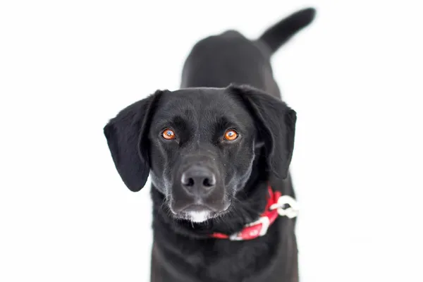 Pies do adopcji, Elbląg, 20 lutego 2025 (2/5)