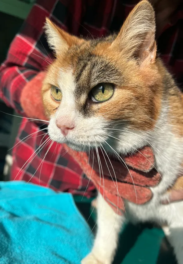 Znaleziono kota, Dobra, 20 lutego 2025