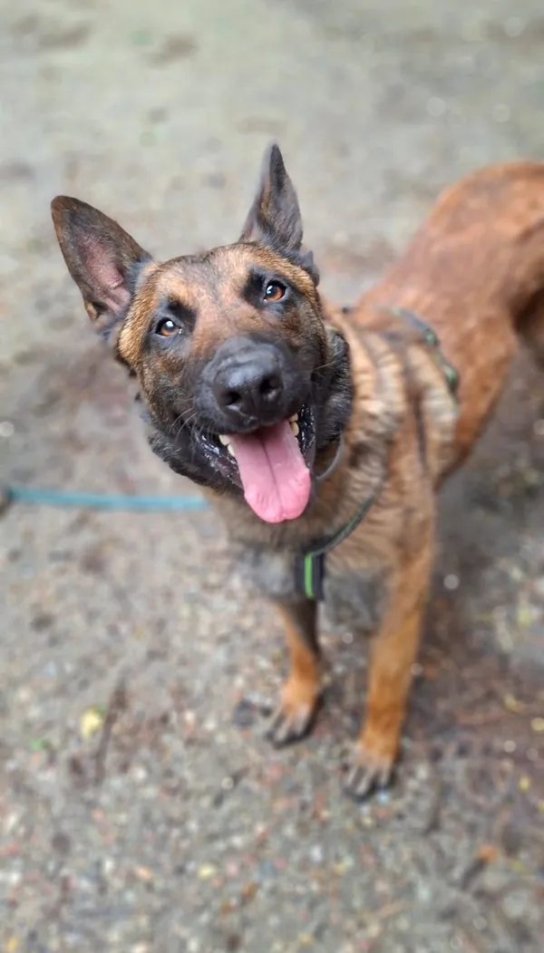 Pies do adopcji, Milanówek, 19 maja 2025 (1/5)