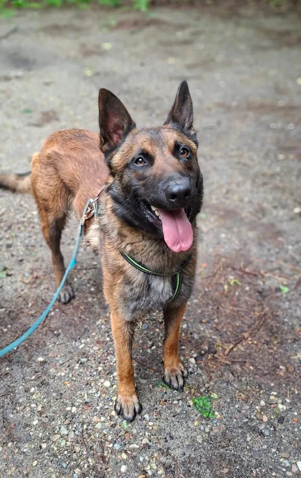 Pies do adopcji, Milanówek, 19 maja 2025 (4/5)