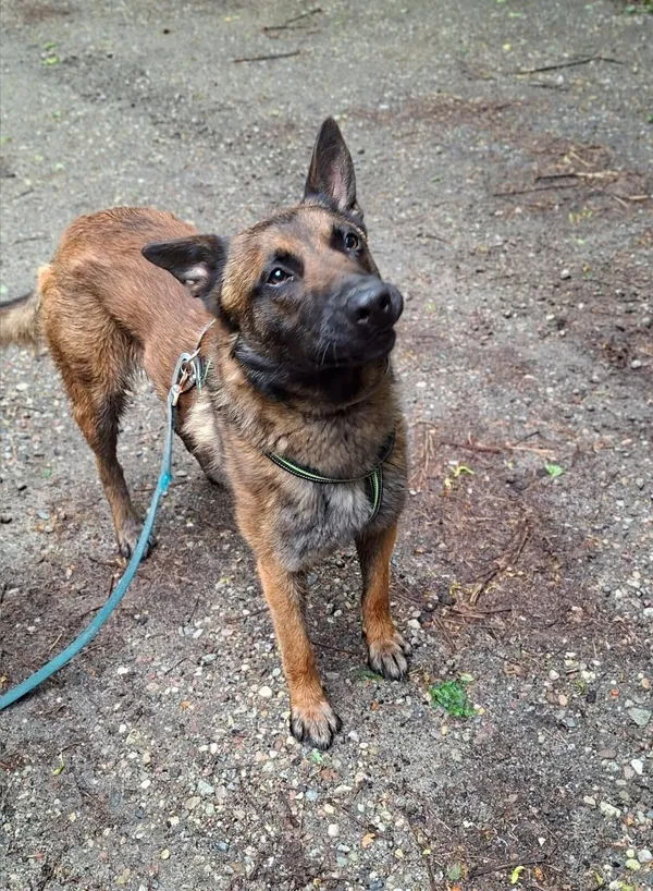 Pies do adopcji, Milanówek, 19 maja 2025 (5/5)