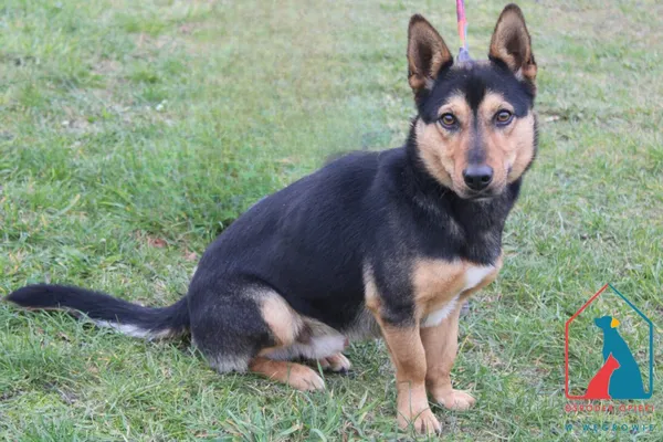 Pies do adopcji, Grudziądz, 25 października 2024