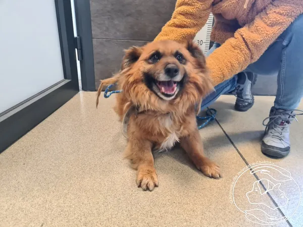 Znaleziono psa, Chełmek, 19 lutego 2025