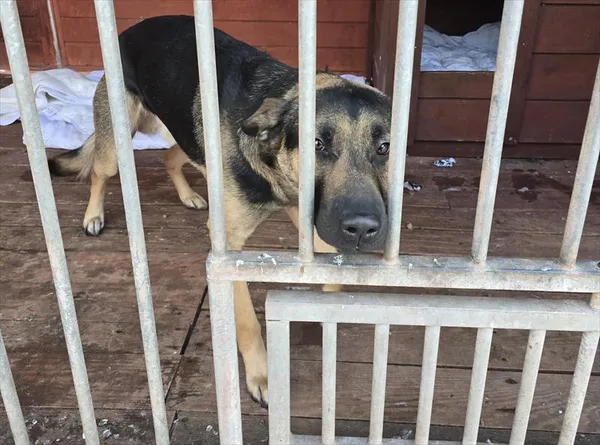 Pies do adopcji, Gorzów Wielkopolski, 5 kwietnia 2025