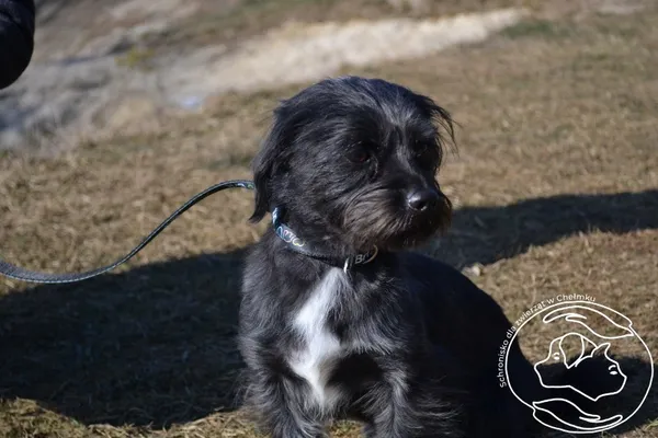 Pies do adopcji, Chełmek, 1 lutego 2025