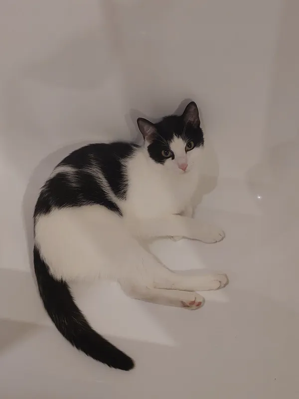 Zaginął kot, Kraków, Grzegórzki, 21 lutego 2025 (2/2)