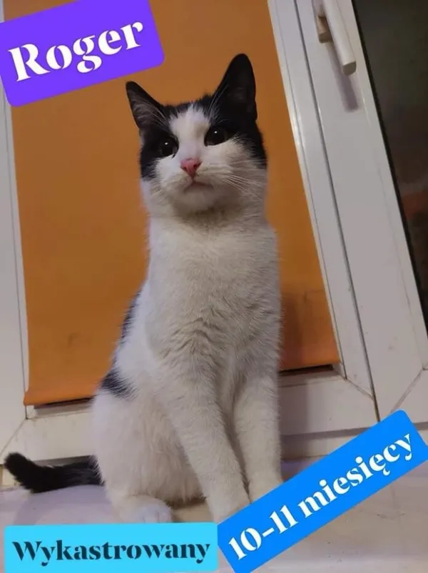 Zaginął kot, Kraków, Grzegórzki, 21 lutego 2025 (1/2)