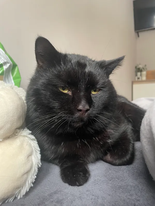 Zaginął kot, Jeżów Sudecki, 21 lutego 2025