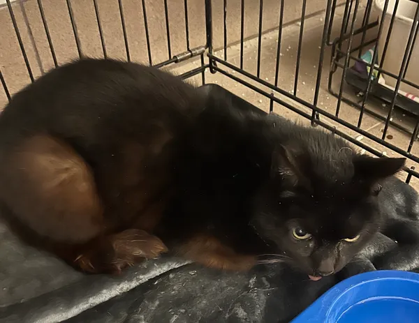 Znaleziono kota, Dobra, 20 lutego 2025