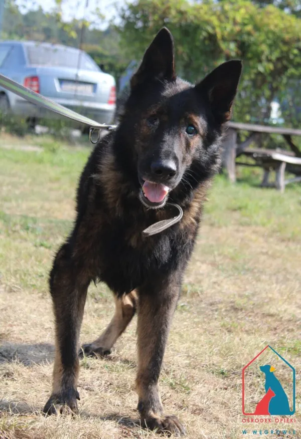 Pies do adopcji, Grudziądz, 5 września 2024