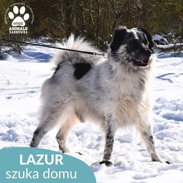 Pies do adopcji, Dąbrówka, 21 lutego 2025 (4/5)