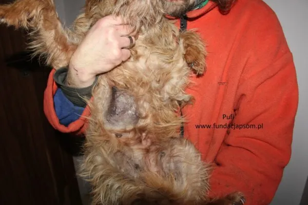 Pies do adopcji, Nowy Dwór Mazowiecki, 21 lutego 2025 (3/5)